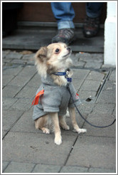 Reykjavik protest.  Dog wearing orange ribbon.