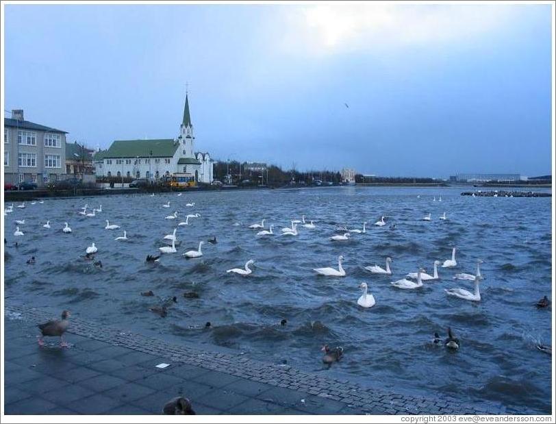 Tj&ouml;rn, which means "pond" in Icelandic.