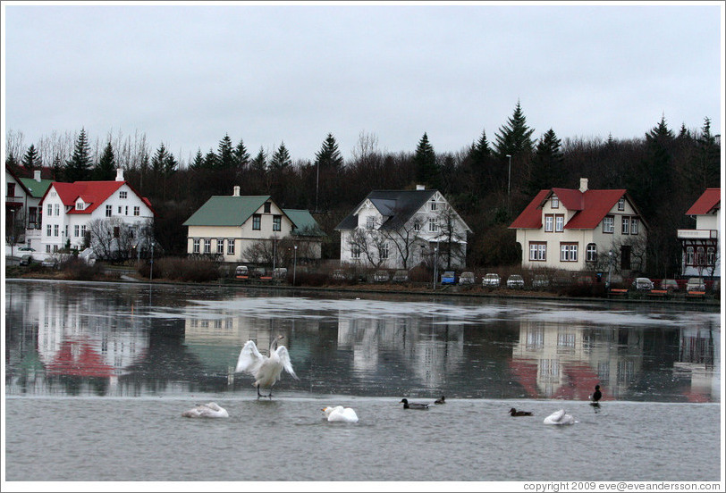 Swans and other water birds on Tj?rnin (The Pond).