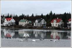 Swans and other water birds on Tj?rnin (The Pond).