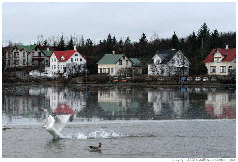 Swans and other water birds on Tj?rnin (The Pond).