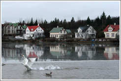 Swans and other water birds on Tj?rnin (The Pond).