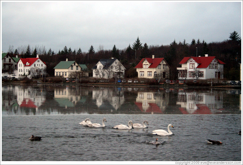 Swans and other water birds on Tj?rnin (The Pond).