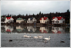 Swans and other water birds on Tj?rnin (The Pond).