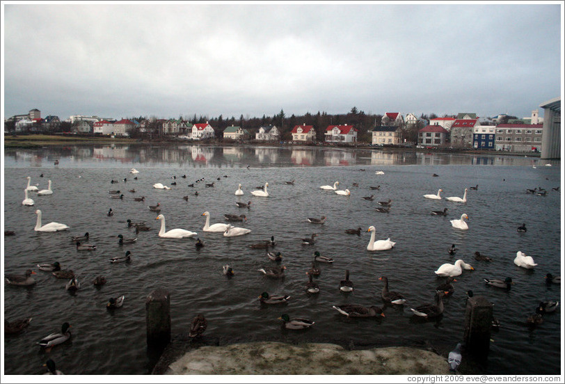 Swans and other water birds on Tj?rnin (The Pond).