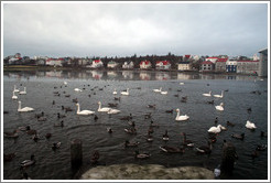 Swans and other water birds on Tj?rnin (The Pond).