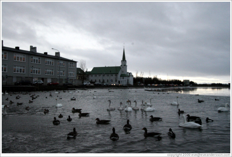 Swans and other water birds on Tj?rnin (The Pond), with Fr?rkjan ?eykjav? the Free Lutheran Church in Reykjavik, in the background.
