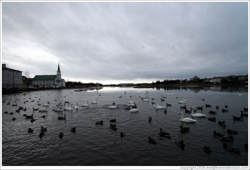 Swans and other water birds on Tj?rnin (The Pond), with Fr?rkjan ?eykjav? the Free Lutheran Church in Reykjavik, in the background.