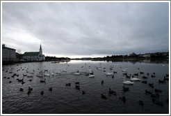 Swans and other water birds on Tj?rnin (The Pond), with Fr?rkjan ?eykjav? the Free Lutheran Church in Reykjavik, in the background.