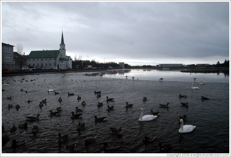 Swans and other water birds on Tj?rnin (The Pond), with Fr?rkjan ?eykjav? the Free Lutheran Church in Reykjavik, in the background.