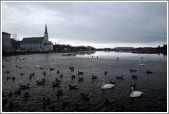 Swans and other water birds on Tj?rnin (The Pond), with Fr?rkjan ?eykjav? the Free Lutheran Church in Reykjavik, in the background.