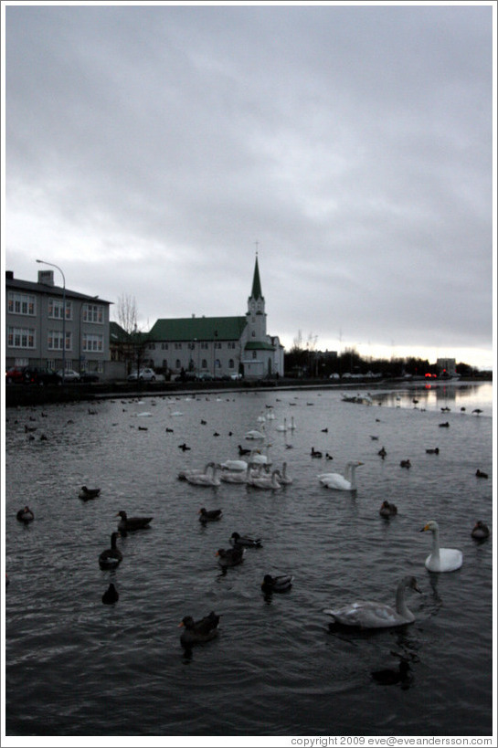 Swans and other water birds on Tj?rnin (The Pond), with Fr?rkjan ?eykjav? the Free Lutheran Church in Reykjavik, in the background.