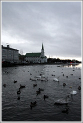 Swans and other water birds on Tj?rnin (The Pond), with Fr?rkjan ?eykjav? the Free Lutheran Church in Reykjavik, in the background.