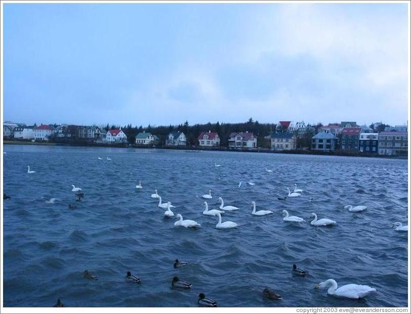 Tj&ouml;rn, which means "pond" in Icelandic.