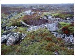 Volcanic terrain near Reykjavik.