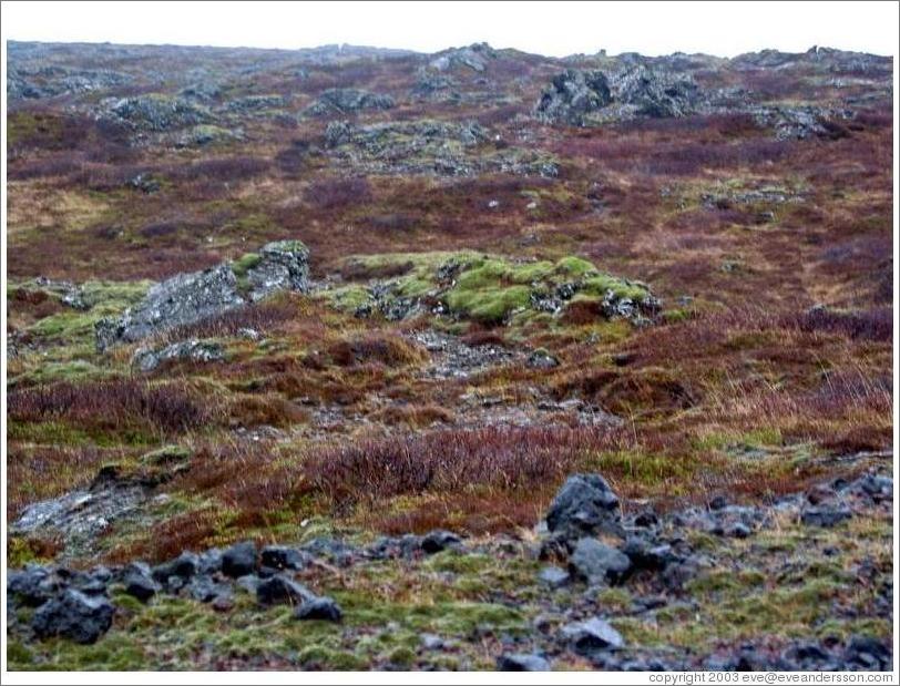 Volcanic terrain near Reykjavik.