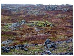 Volcanic terrain near Reykjavik.