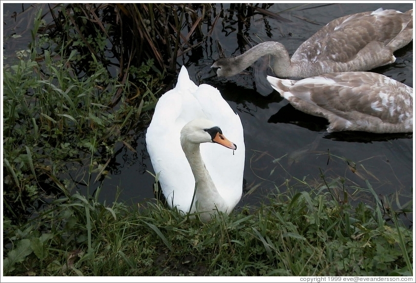 An Irish swan views me suspiciously.