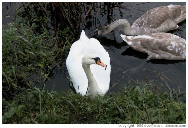 An Irish swan views me suspiciously.