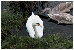 An Irish swan views me suspiciously.