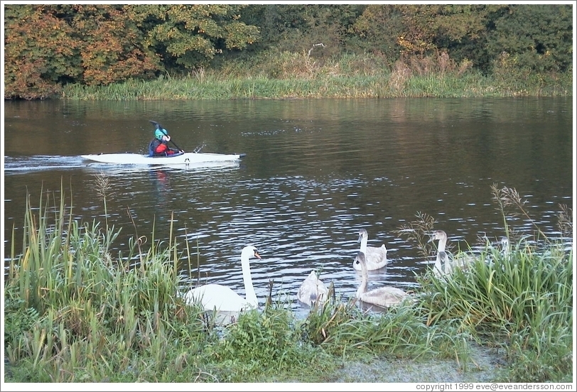 Kayakers and swans share the river north of Dublin.