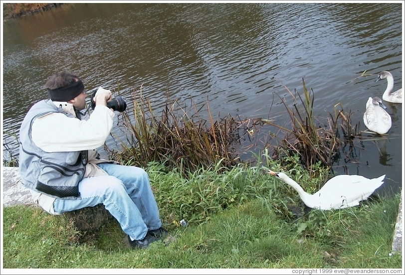 These Irish swans are not afraid of Philip Greenspun.
