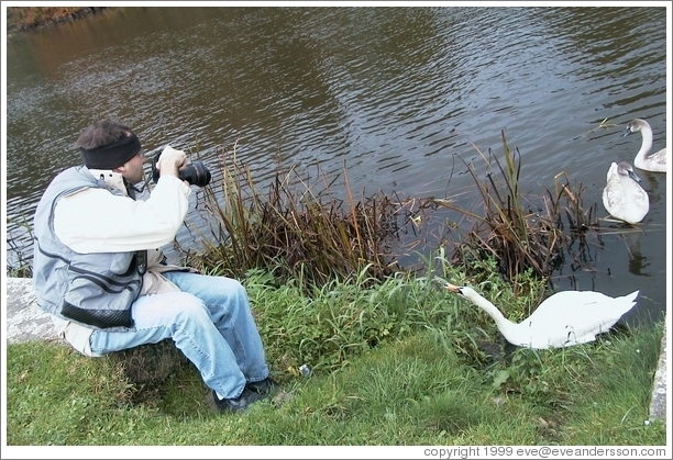 These Irish swans are not afraid of Philip Greenspun.