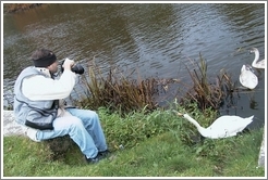 These Irish swans are not afraid of Philip Greenspun.