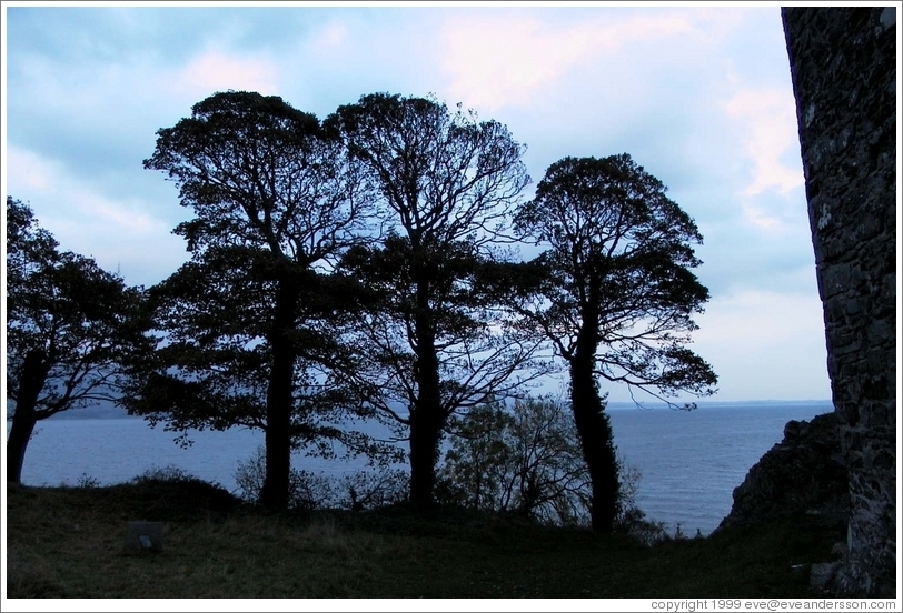 Nice trees on the coast, next to ruins of Carlingford.