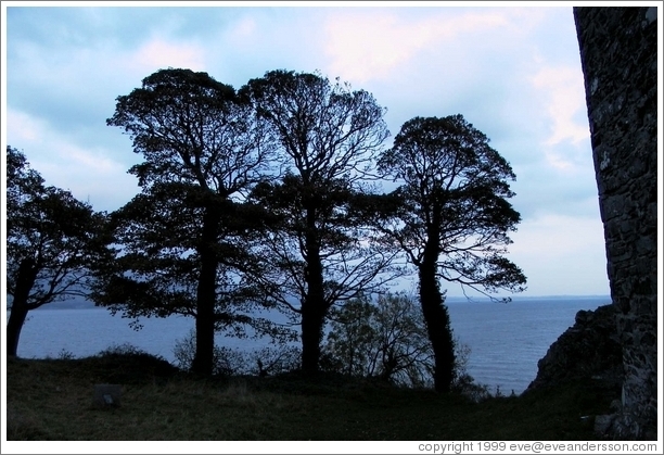 Nice trees on the coast, next to ruins of Carlingford.