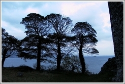 Nice trees on the coast, next to ruins of Carlingford.
