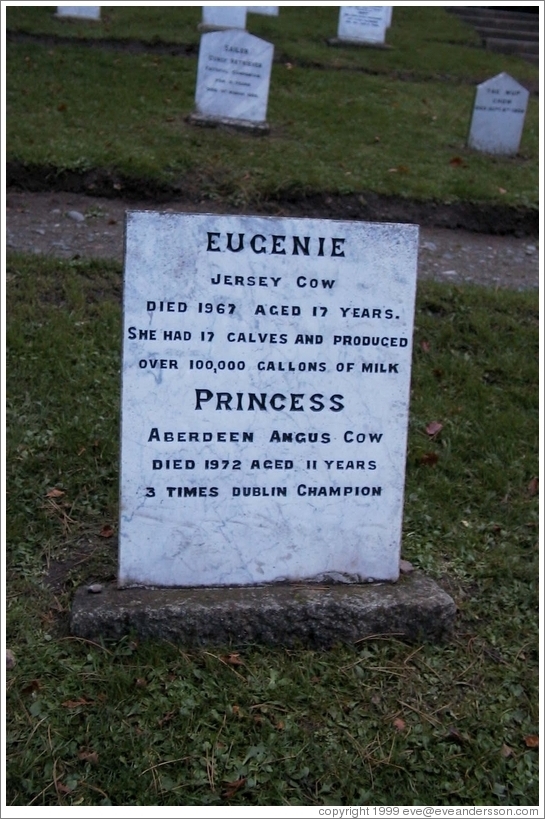 Cow tombstone in the Pet Cemetery.