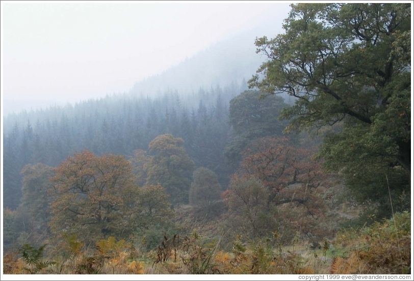 Colorful trees near the Powerscourt Waterfall.