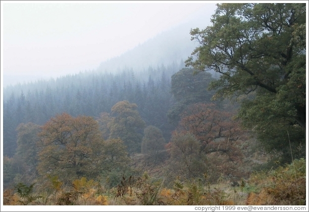 Colorful trees near the Powerscourt Waterfall.