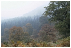 Colorful trees near the Powerscourt Waterfall.