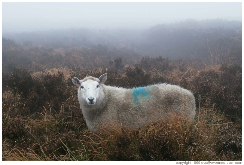 Sheep, looking at me, marked with a blue symbol.