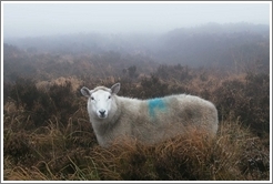 Sheep, looking at me, marked with a blue symbol.