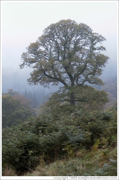 Pretty tree near Powerscourt waterfall.
