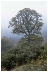 Pretty tree near Powerscourt waterfall.