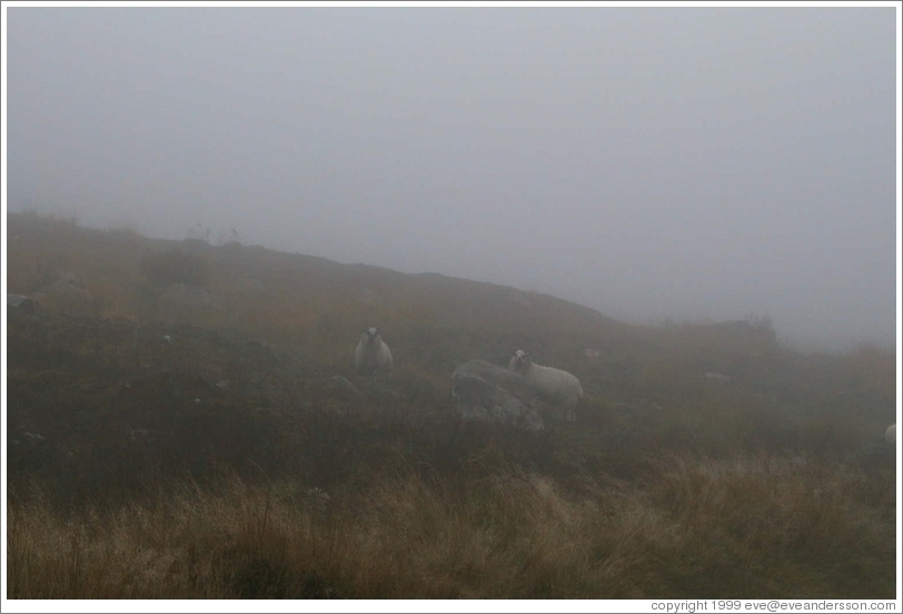 Sheep on a foggy hill.
