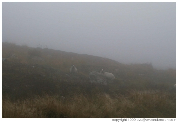 Sheep on a foggy hill.