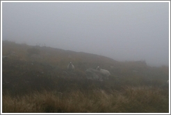 Sheep on a foggy hill.