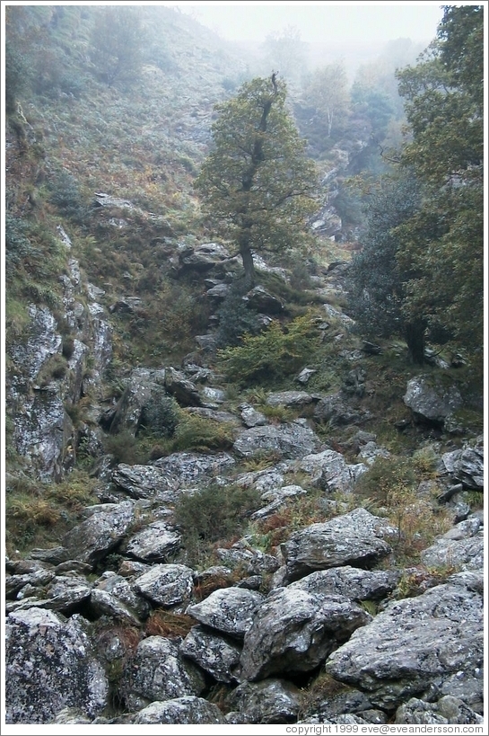 Rocks and trees.