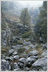 Rocks and trees.