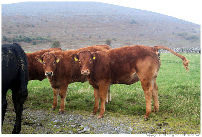 Cows.  One is pooping.