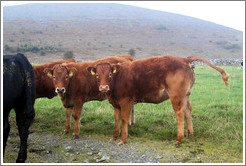 Cows.  One is pooping.