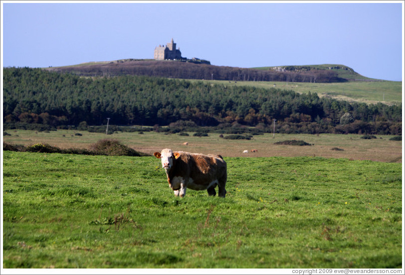 Cow in front of a castle on a hill.