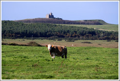 Cow in front of a castle on a hill.
