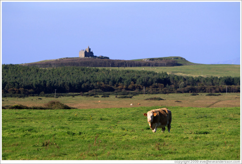 Cow in front of a castle on a hill.