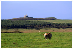 Cow in front of a castle on a hill.